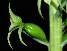 Buchtienia sp