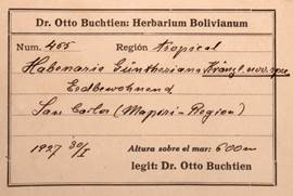 Buchtien herbarium label, Habenaria guentheriana Kraenzl.