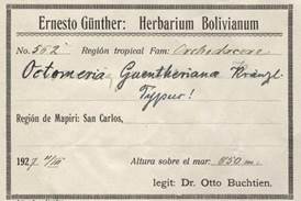 Günther herbarium label, Octomeria guentheriana Kraenzl.
