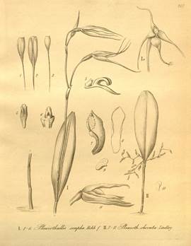 Pleurothallis guentheri Schltr. (right) as P. obovata (Lindl.) Lindl. Xenia Orchidaeae, vol. 3: plate 247.