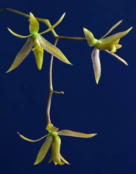 Epidendrum guentherianum Kraenzl. as Epidendrum compressum Griseb. 
