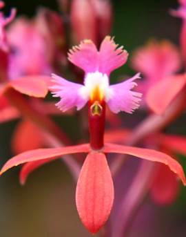 Epidendrum herzogii Schltr. as Epidendrum secundum Jacq. 