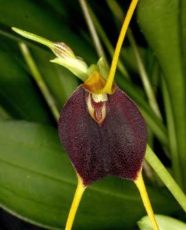 Masdevallia herzogii Schltr. as Masdevallia bicolor Poepp. & Endl.