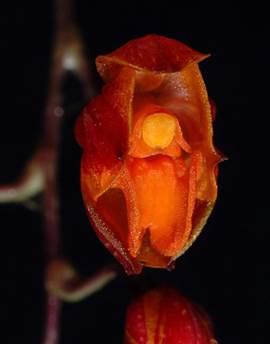 Neodryas herzogii Schltr. 