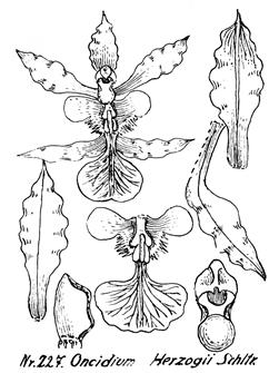 Oncidium herzogii Schltr. Analytical drawing by Schledchter in Schlechter & Mansfeld, 1929 plate 58, illustration 57., 