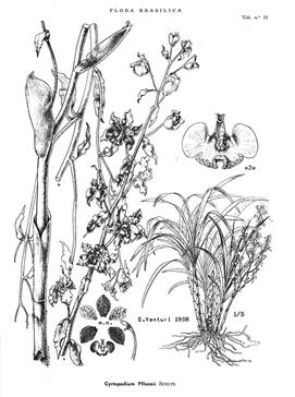 Cyrtopodium pflanzii Schltr. From F. Hoehne’s Flora Brasilica, plate 13.