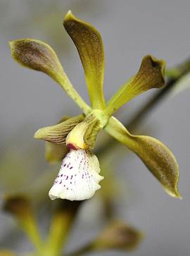 Encyclia pflanzii Schltr. 