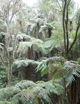 Amboro National Park.