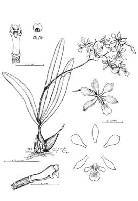 Encyclia steinbachii Schltr. Icones Plantarum Tropicarum, ser.2, vol.4, 1989, plate 323.