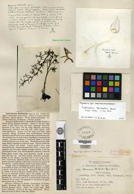 Holotype of Epidendrum steinbachii Ames. Harvard University Herbaria.