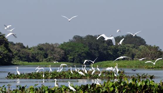 The ‘Pantanal’
