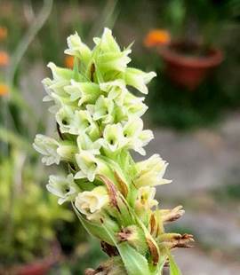 Spiranthes paraguayensis Rchb.f. as Skeptrostachys paraguayensis (Rchb. f.) Garay. 