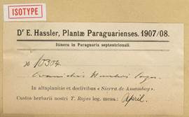 Cranichis hassleri Cogn. Hassler herbarium label, Plantae paraguariensis 1907-1908. MNHN Paris.