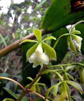 Epidendrum hassleri Cogn.