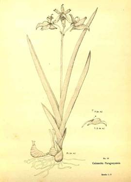 Galeandra paraguayensis Cogn.
