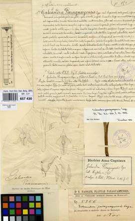 Holotype of Galeandra paraguayensis Cogn. Herbarium of the Belgian National Botanical Garden.