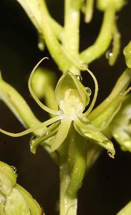 Habenaria amambayensis Schltr.