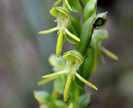 Habenaria hassleriana Cogn. 
