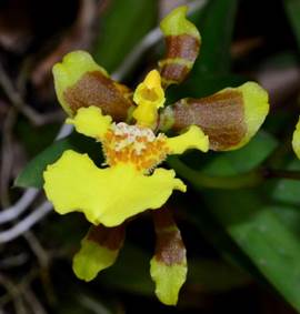 Oncidium hassleri Cogn. as Gomesa longipes (Lindl.) M.W. Chase & N.H. Williams.