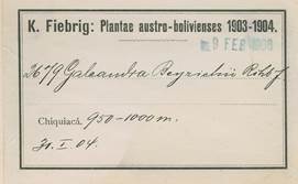 Herbarium label of an isotype of Galeandra fiebrigii Schltr. Fiebrig determined this plant as Galeandra beyrichii Rchb. f. Royal Botanic Gardens Kew. The collection is from Fiebrig’s first South American excursion to Bolivia.