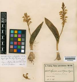 Isotype of Liparis otophyllon Schltr. Herbarium, Royal Botanic Gardens Kew.