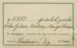 A Fiebrig herarium label from his yerars in Paraguay.