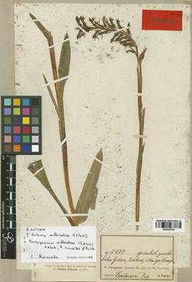 Type of Pelexia collocaliae Szlach. Herbarium oif the Geneva Consdervatorium and Botanical Garden.