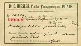 Herbarium label of Epidendrum hassleri Cogn. collected buy Hassler and Rojas. Geneva Herbarium.