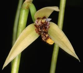 Bulbophyllum rojasii L.O.Williams as Bulbophyllum tripetalum Lindl. 