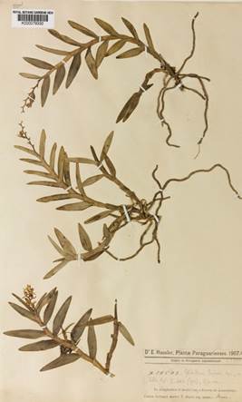 Type of Epidendrum rojasii Cogn. Reproduced with the kind premission of the Kew Botanic Gardens.