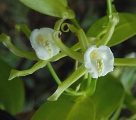 Vanilla rojasiana Hoehne as Vanilla angustipetala Schltr. 