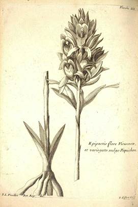 Epipactis vulgo piquichen as named by Feuillé: Chloraea piquichen Lindl. 