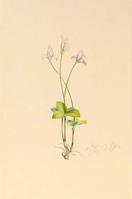 Arethusa trifolia.