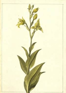 Chloraea pavonii Lindl. 