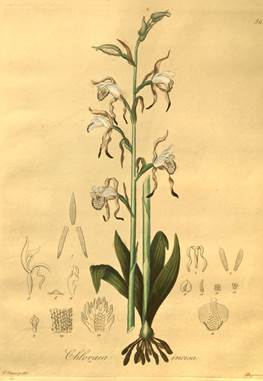 Chloraea incisa Poepp. Collected by Poeppig near Antuco, Chile. In Poepp. & Endl., 1835-1854 plate I-54. : 