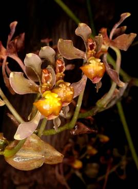Oncidium rusbyi Rolfe, as Cyrtochilum cimiciferum (Rchb.f.) Dalström. 