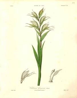 Chloraea gayana A.Rich. 