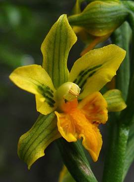 Asarca littoralis (Phil.) Reiche =Gavilea littoralis Phil. 