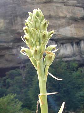 Chloraea lectopetala Reiche. 