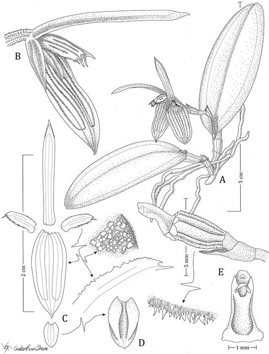 Illustration of Acianthera hagsateri.
