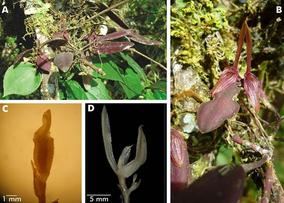 Acianthera hagsateri.