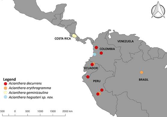 Distribution map of Acianthera hagsateri, A. decurrens (based on Poeppig 1604 W!, Luer et al. 19691 MO, Betancur et al. 7018 COL!, Croat 69890 MO), A. geminicaulina (based on Karremans 2990 JBL!, Karremans 5209 JBL!, Karremans 3205 JBL!, Karremans 5210 JBL!) and A. erythrogramma (based on Luer et al. 11766 MO!, Berlin 1605 MO).