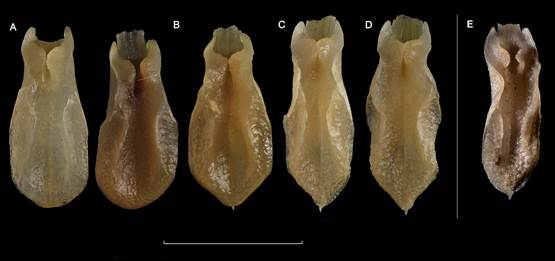 Morphological diversity of the lip in individuals of A. geminicaulina (A-D) and A. hagsateri (E)