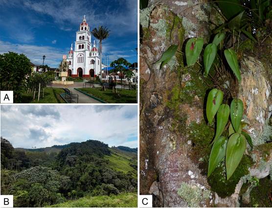 Localidad de Pleurothallis villahermosae Sierra-Ariza, Rinc&oacute;n-Gonz&aacute;lez & Villanueva.