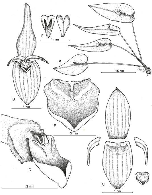 Ilustraci&oacute;n Pleurothallis villahermosae Sierra-Ariza, Rinc&oacute;n-Gonz&aacute;lez & Villanueva.