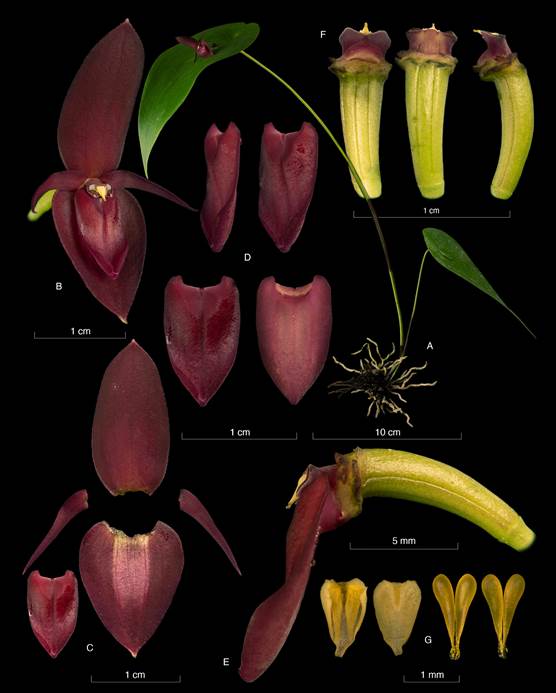 Pleurothallis callosa M.D&iacute;az & Pupulin.