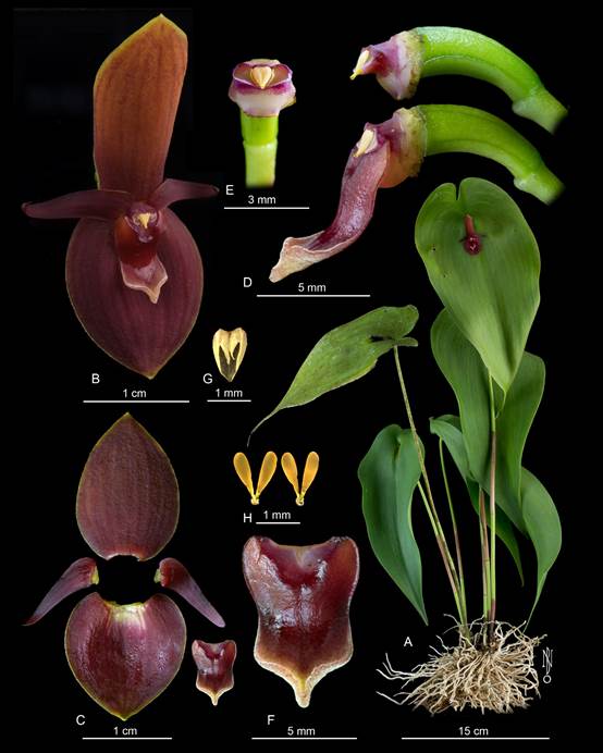 Pleurothallis cardiothallis Rchb.f.