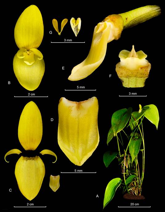 Pleurothallis titan Luer.