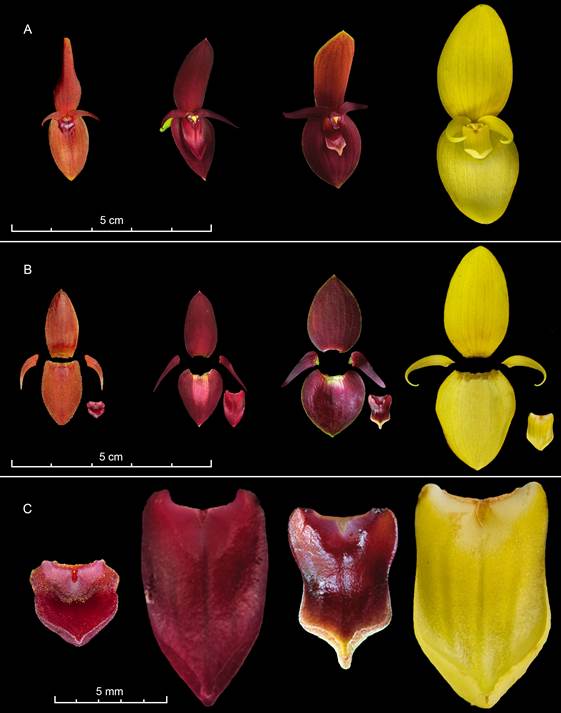 L&aacute;mina comparativa entre P. villahermosae, P. callosa, P. cardiothallis, y P. titan (de izquierda a derecha).