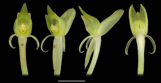 Flowers of Malaxis simillima. From left to right: front, oblique, lateral and back views (Chinchilla et al. 3183, JBL-spirit). Scale bar = 3 mm.